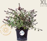 Buddleja davidii 'Blue Chip' - XL