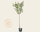 Hydrangea paniculata 'Kyushu' - 90 cm stam