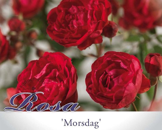 Rosa 'Morsdag' | bol.com