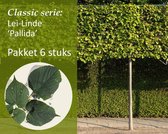 Lei-Linde - Classic - pakket 6 stuks + EXTRA'S!