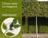 Lei-Haagbeuk - Classic - individueel geen extra's