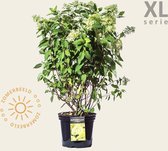 Hydrangea paniculata 'Limelight' - XL