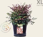 Nandina domestica 'Obsessed' - XL