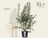 Malus 'Evereste' - XL+