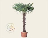 Trachycarpus fortunei - 120 cm stam