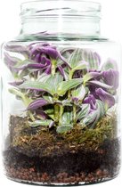 Merinda The Jar - Tradescantia 21cm / 15cm / Tradescantia Sweetness - Terrarium