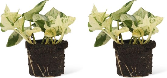 We Love Plants - Epipremnum Happy Leaf - 2 stuks - 10 cm hoog - Scindapsus