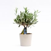 Olea Olijf in Roma keramiek – ↨ 40cm – ⌀ 16cm