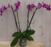 Decoratief Beeld - Kamerplant Vlinderorchidee Phalaenopsis Takken - Kunststof - Warentuin Natuurlijk - Groen