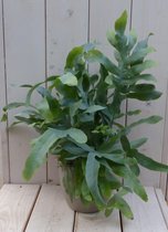 IJzervaren Phlebodium in taupe pot 30 cm