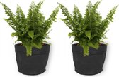 2x Kamerplant Nephrolepis Vitale – Krulvaren - ± 25cm hoog – 12 cm diameter - in zwarte sierzak