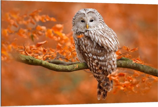 Dibond - Uil op Tak - 120x80cm Foto op Aluminium (Met Ophangsysteem)