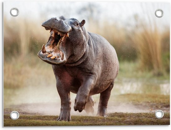 Tuinposter – Rennend Nijlpaard - 40x30cm Foto op Tuinposter  (wanddecoratie voor buiten en binnen)
