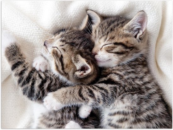 Poster – Knuffelende Kittens tijdens Dutje - 40x30cm Foto op Posterpapier
