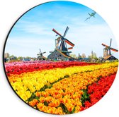 Dibond Wandcirkel - Kleurrijke Tulpenvelden met Molens - 20x20cm Foto op Aluminium Wandcirkel (met ophangsysteem)
