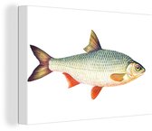 Canvas Schilderij Vis - Voorn- Realisme - 60x40 cm - Wanddecoratie