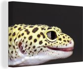 Gros plan sur toile gecko léopard 2cm 60x40 cm - Tirage photo sur toile (Décoration murale salon / chambre) / animaux sauvages Peintures sur toile