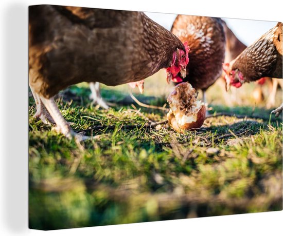 Poules mangeant des pommes 60x40 cm - Tirage photo sur toile (Décoration murale salon / chambre) / Animaux de la ferme Peintures sur toile