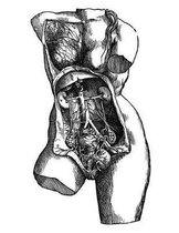 Anatomy Notebook: Female Torso - Andreas Vesalius Anatomy Art College Ruled Notebook 110 Pages