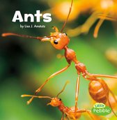 Little Critters - Ants