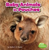 Baby Animals and Their Homes - Baby Animals in Pouches
