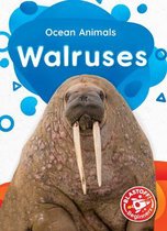 Ocean Animals- Walruses
