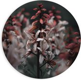 Dibond Wandcirkel - Rood-Witte Bloemen - 90x90cm Foto op Aluminium Wandcirkel (met ophangsysteem)