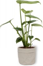 Kamerplant Monstera Deliciosa Tauerii – Gatenplant - ± 30cm hoog – 12 cm diameter  - in grijze sierzak