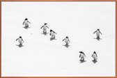 JUNIQE - Poster met kunststof lijst Snow Penguins -30x45 /Wit & Zwart