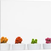 Acrylglas - Gekleurde Cactusjes in Witte Potjes - 100x100cm Foto op Acrylglas (Wanddecoratie op Acrylglas)
