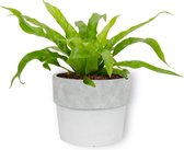 Kamerplant Asplenium Antiquum – Vogelnestvaren - ± 20cm hoog – 12cm diameter - in betonnen witte pot