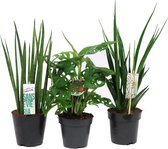 Hellogreen Kamerplant - Mix Sansevieria en Monstera