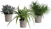Hellogreen Kamerplant - Trio Eden Collection ®- Senecio Himalaya, Chlorophytum Ocean, Crassula Tenelli - 15 cm - zomers zink taupe