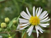 6x Aster divaricatus | Sneeuwster-aster | Witte stervormige bloemen