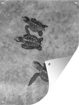 Tuinschilderij Schildpadden zwart-wit foto - 60x80 cm - Tuinposter - Tuindoek - Buitenposter