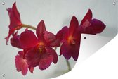 Tuinposter - Tuindoek - Tuinposters buiten - Rode orchideeën tegen een witte achtergrond - 120x80 cm - Tuin
