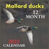 Calendar 2022 Mallard ducks 12 MONTH