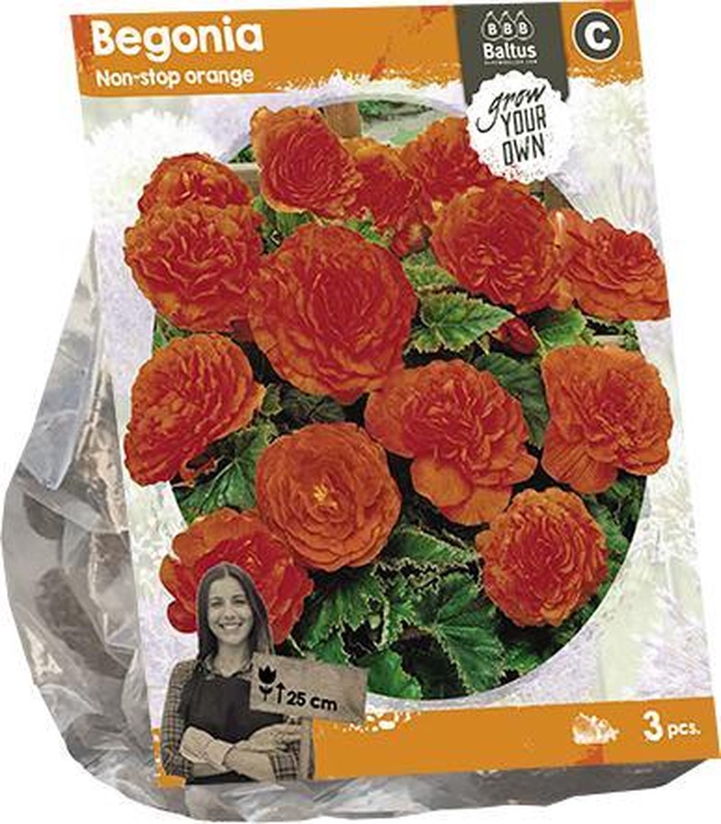 Begonia Non-stop orange (SP) per 3 | zomerbloeier | oranje