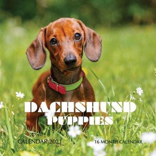 Dachshund Puppies Calendar 2021, Golden Print | 9798698263845 | Boeken ...