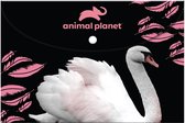 Animal Planet Elastomap Zwaan A4 Karton Zwart/wit