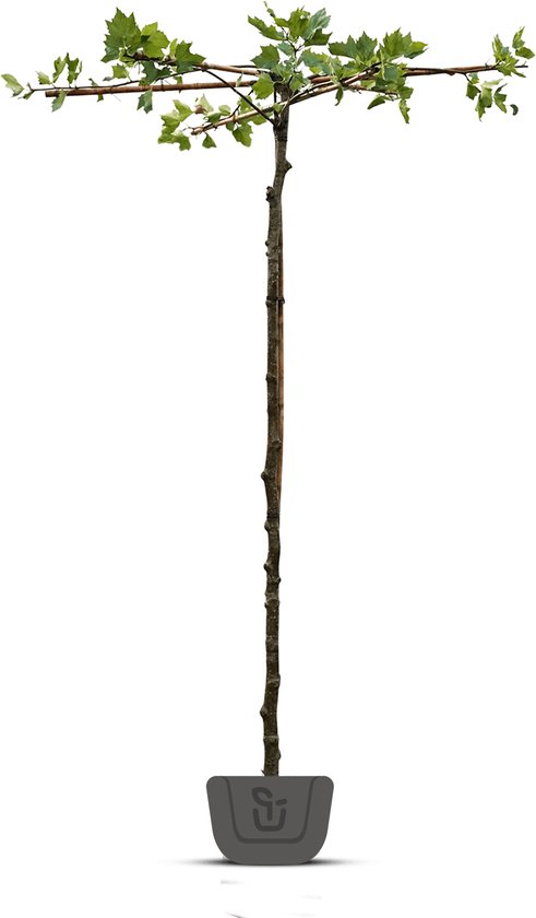 Dakplataan | Platanus hispanica | Stamomtrek: 10-12 cm