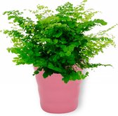 Kamerplant Adianthum Fritz Luthi – Venushaar - ± 20cm hoog – 12 cm diameter - in roze pot