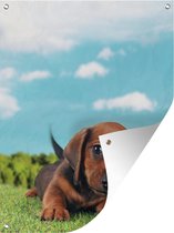Tuinschilderij Prachtige lucht boven een schattige Teckel puppy - 60x80 cm - Tuinposter - Tuindoek - Buitenposter