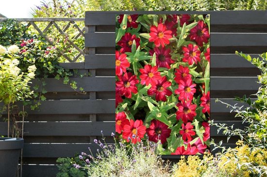 Affiche de jardin Fleurs de zinnia rouge pendant une journée ensoleillée 80x120 cm - Toile de jardin / Toile d'extérieur / Peintures pour l'extérieur (décoration de jardin)