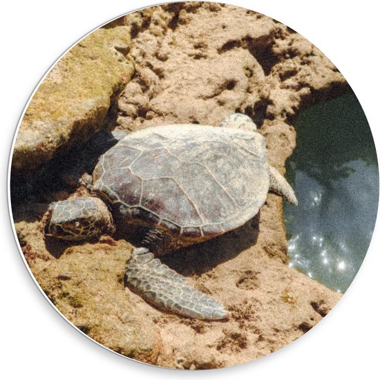 Forex Wandcirkel - Schildpad bij de Rotsen - 30x30cm Foto op Wandcirkel (met ophangsysteem)