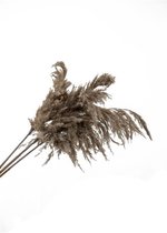 Plantophile pampas fluffy veren xl naturel 1st.