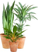 Kamerplanten van Botanicly – 3 × Chlorophytum Orchidastrum in bruin plastic pot als set – Hoogte: 65 cm