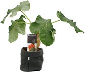 Kamerplant van Botanicly – Jatropha podagrica met een zwarte paper-look pot als set – Hoogte: 30 cm