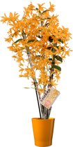 Orchidee van Botanicly – Bamboe Orchidee incl. terracotta sierpot als set – Hoogte: 55 cm, 3 takken, Oranje bloemen – Dendrobium nobile Firebird