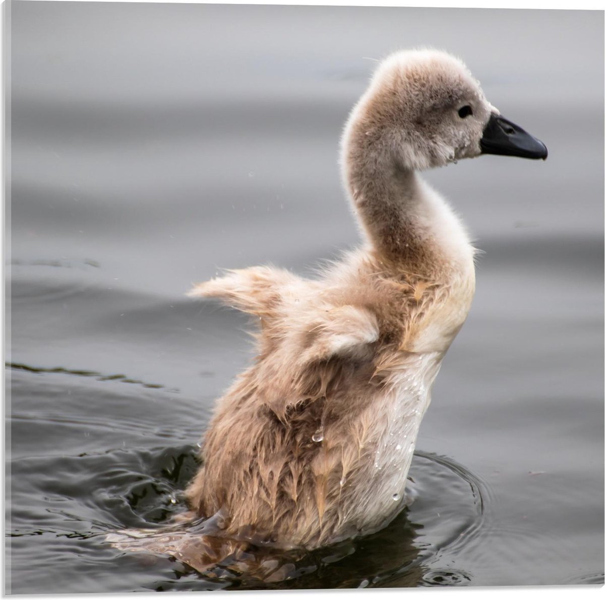 Acrylglas - Baby Eend in Water - 50x50cm Foto op Acrylglas (Wanddecoratie op Acrylglas)